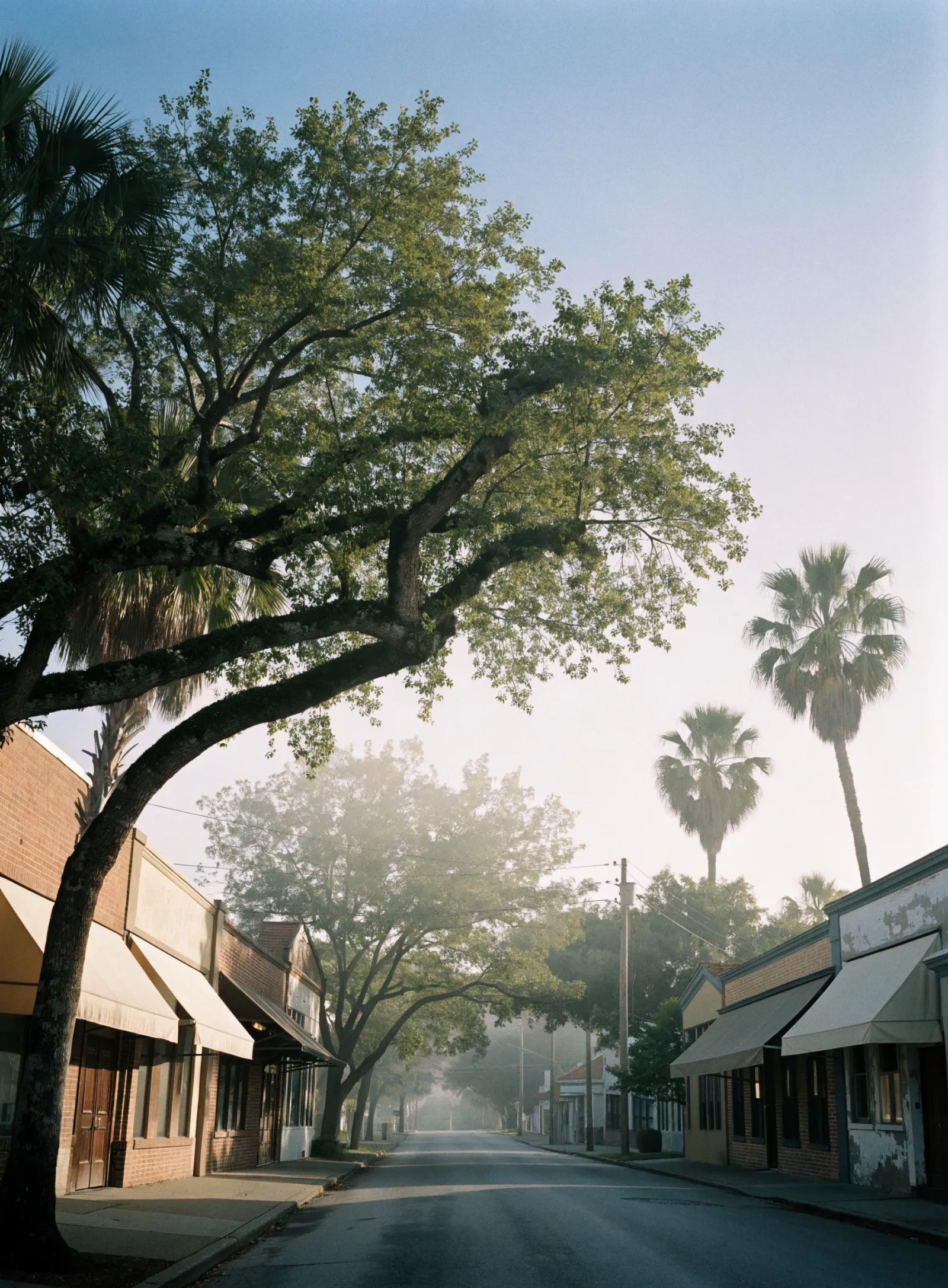 A quiet street of brick storefronts with awnings under a large oak tree and palms in morning mist